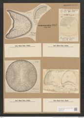 Campylodiscus echeneis Ehr. (de-Toni-Nr.: Genus 57, Species 2450) Zeichnungen Sammlung Grunow Nr. 4933 (NHMW-BOT-W0373144)
